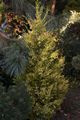 Juniperus chinensis Aurea IMG_6156 Jałowiec chiński